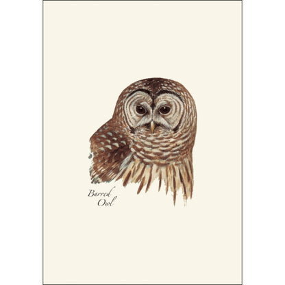 Barred Owl Card