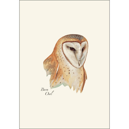 Barn Owl Card