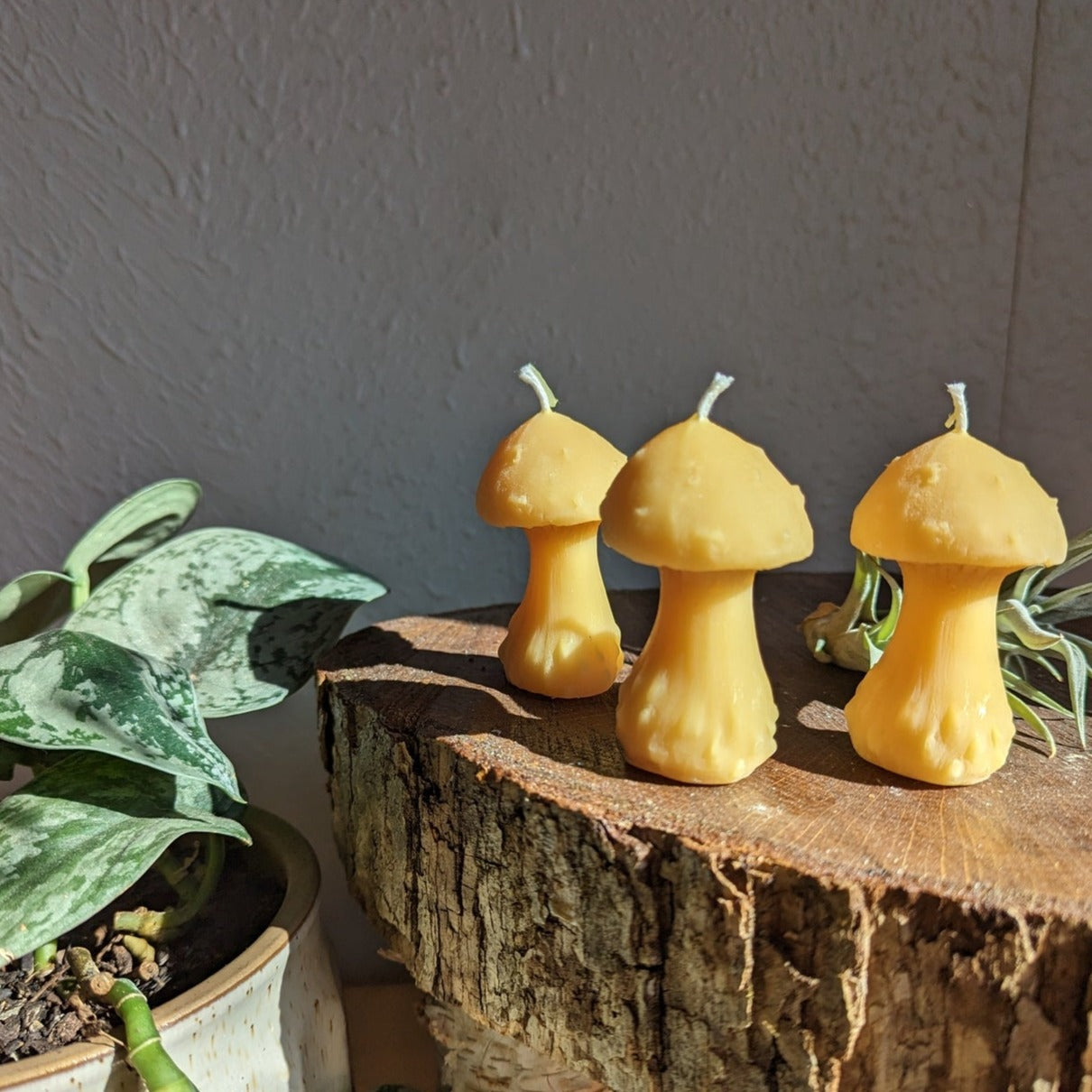 3 mushroom candles on wood stump with plants surrounding them