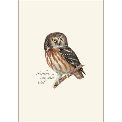 Northern Saw-whet Owl Card