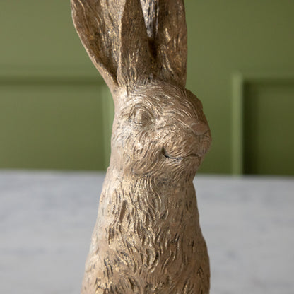 A close up of the Gold Leaf Rabbit with its head up.