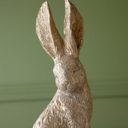 A close up of the head down Gold Leaf Rabbit.