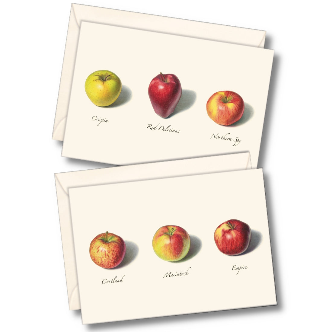 Two sets of Earth Sky &amp; Water Apple Assortment Boxed Set of Cards, made from recycled paper, featuring illustrated varieties of apples with labels identifying each type by Emily Damstra.