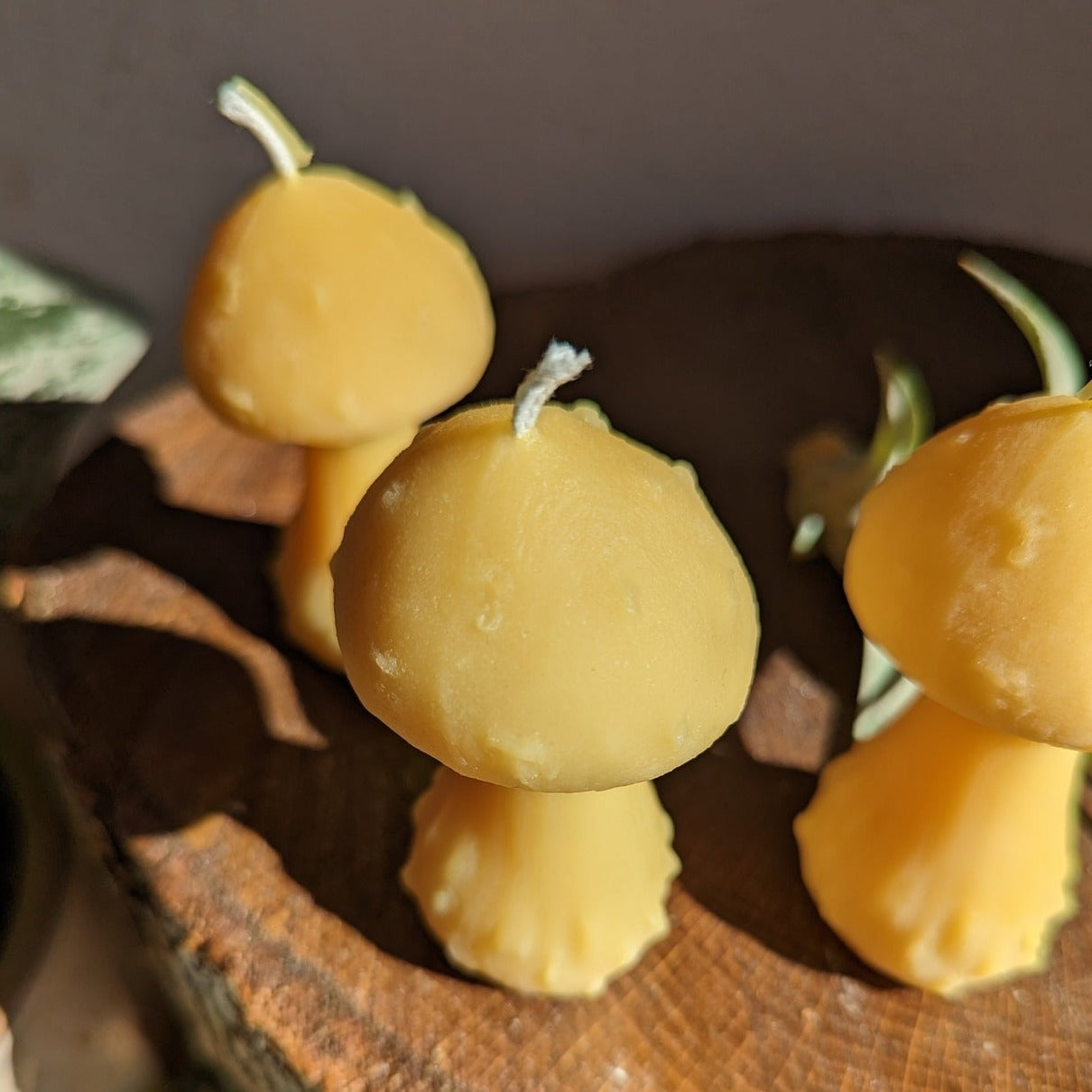 close up of 3 mushroom candles