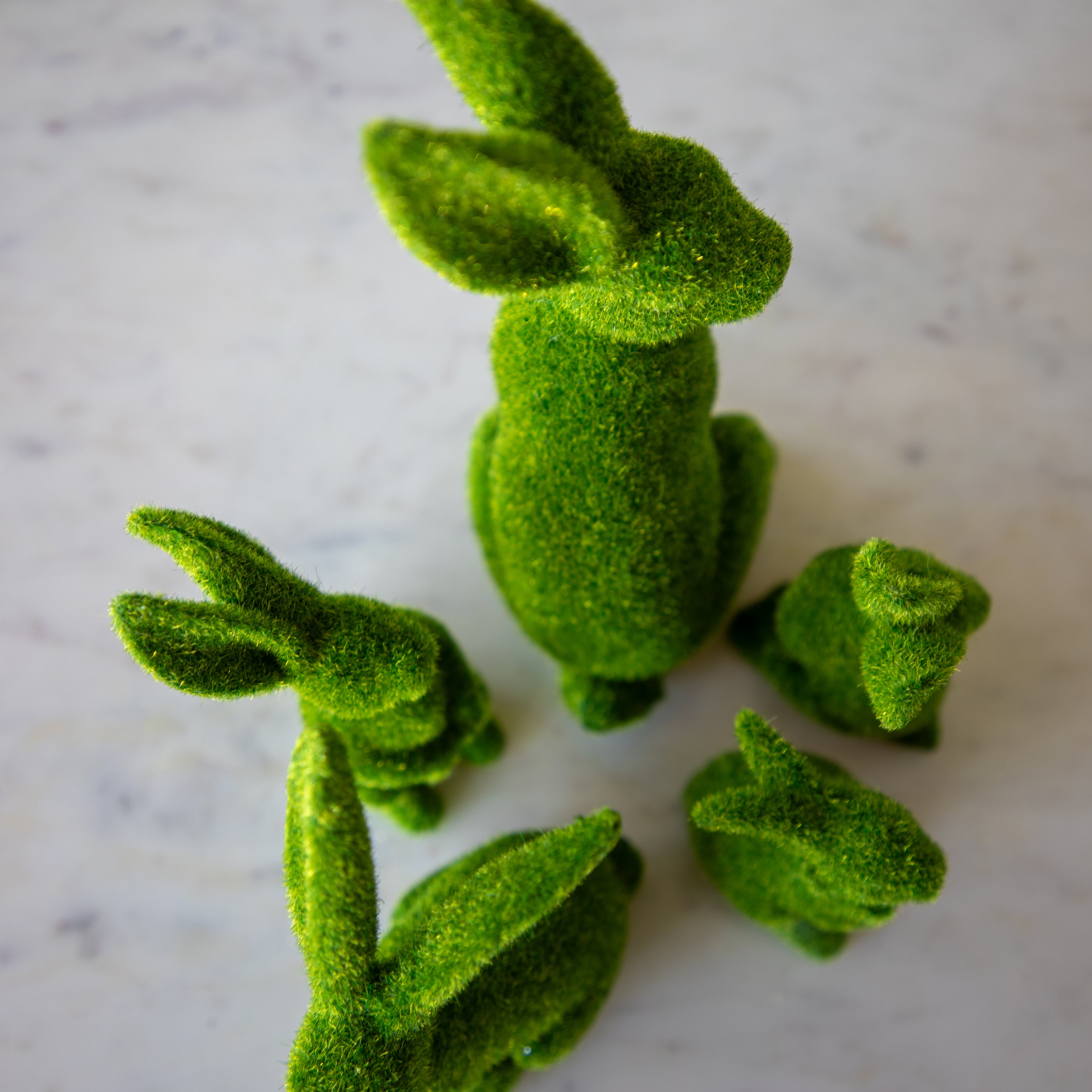 A top down view of the Green Flocked Bunnies in a circle.