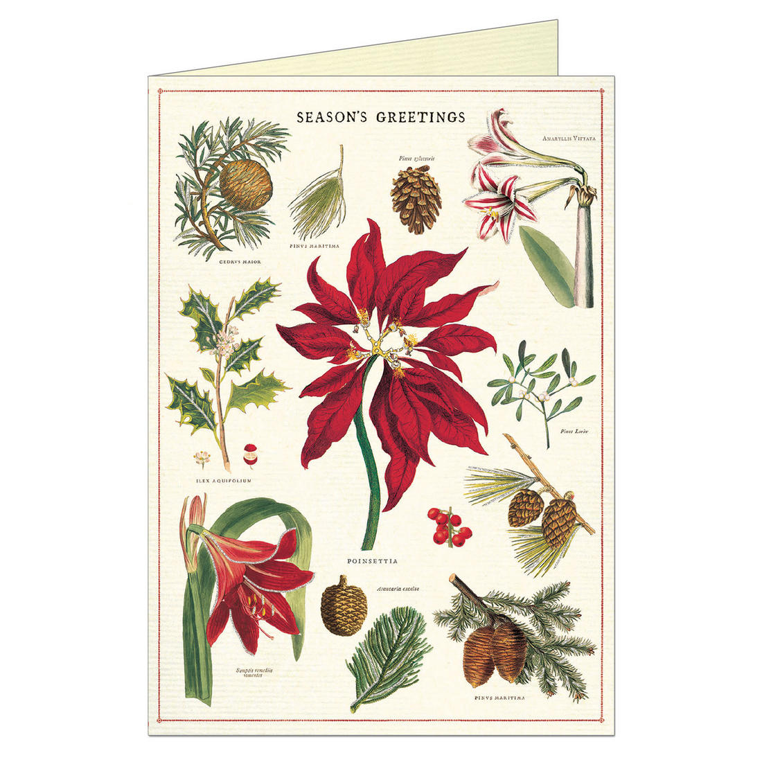 Front of card with various holiday greenery on it and Season&