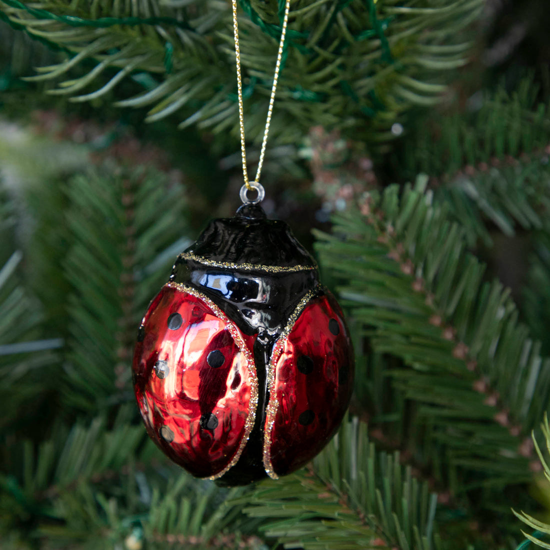 A glass blown ladybug ornament crafted with traditional hand painted details and gold glitter hanging on a tree.