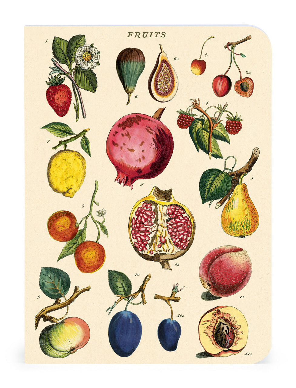 Various hand-drawn fruits, mini notebook featuring images from the Cavallini archive.