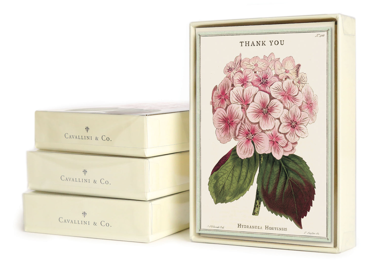 Thank You Fleur Boxed Set of 8 Notecards