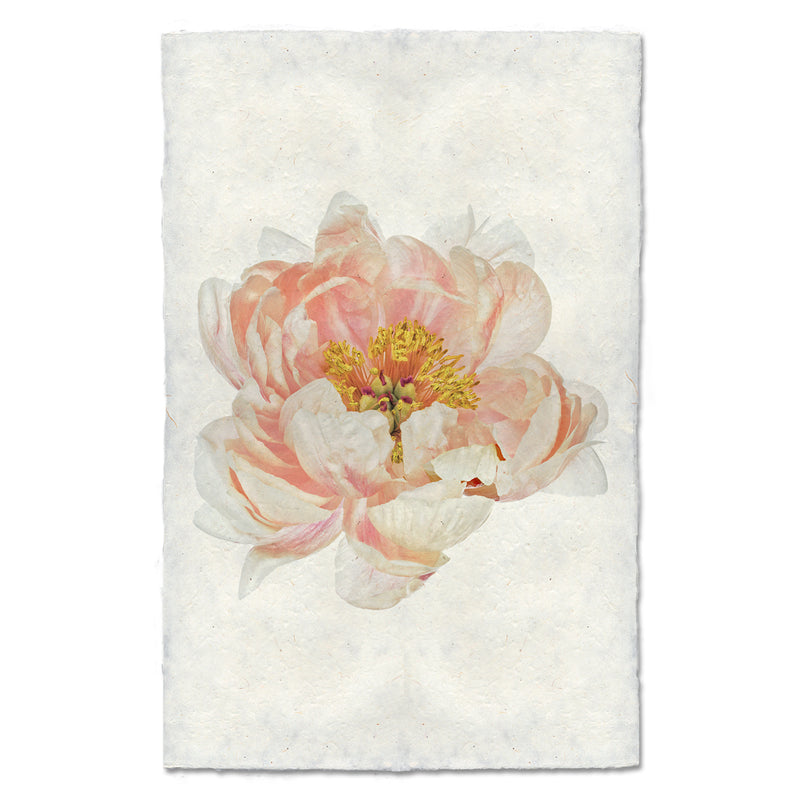 Barloga Peach Peony art print. 