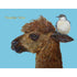 A whimsical illustration of the profile view of a fluffy brown alpaca by artist Vicki Sawyer is featured centered on this card on a robins egg blue background with a bird seen perched on his back left ear. The words "THANK YOU" are printed in a shiny gold foil in the top left corner of the card. 