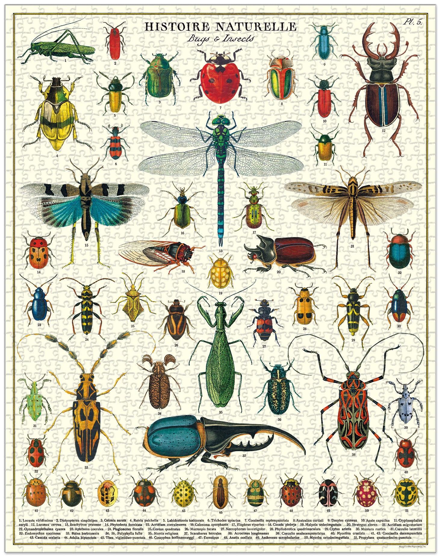 Bugs &amp; insects puzzle with vintage illustrations: Cavallini Papers &amp; Co Bugs &amp; Insects 1,000 Piece Puzzle.