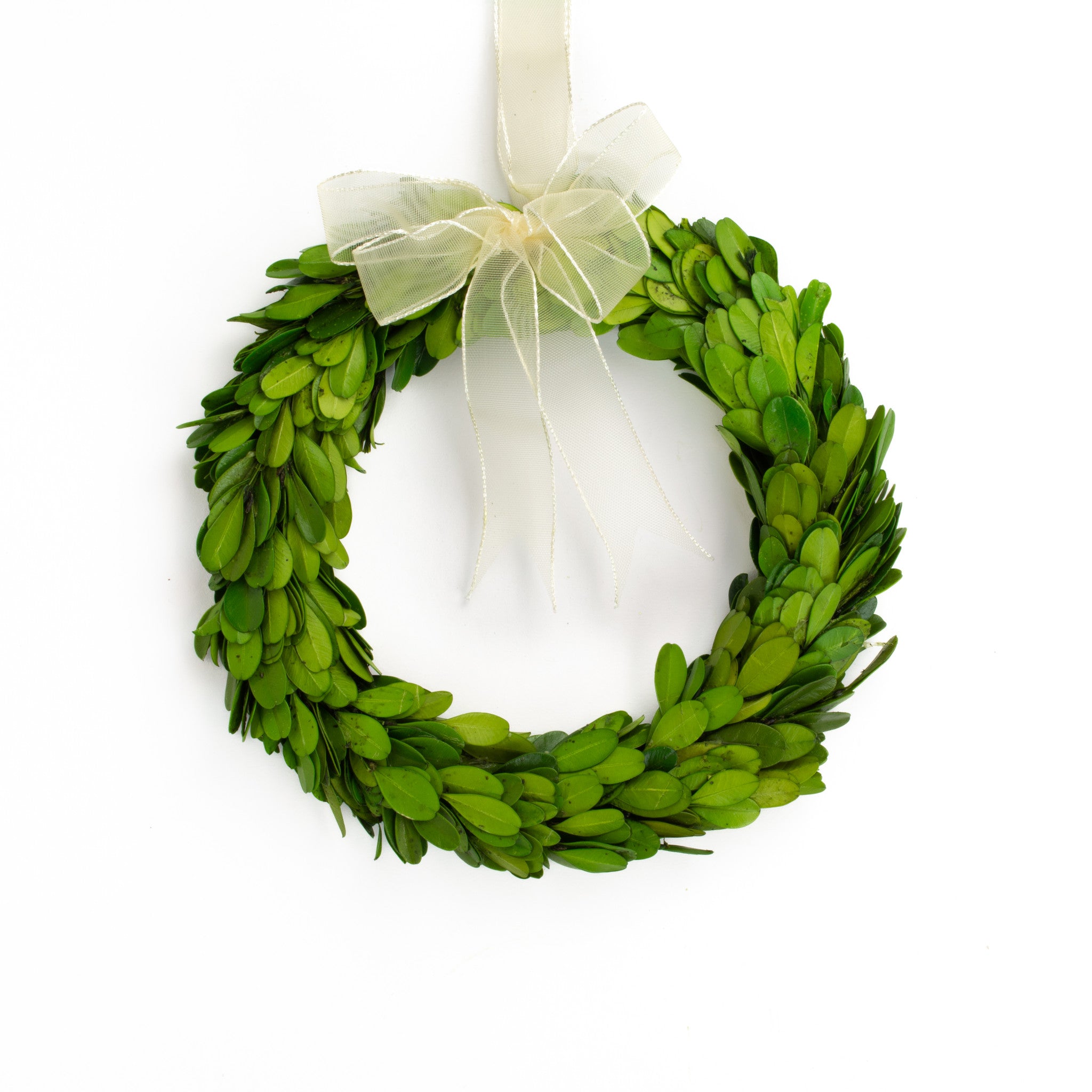 Boxwood round wreath with sheer white ribbon. 