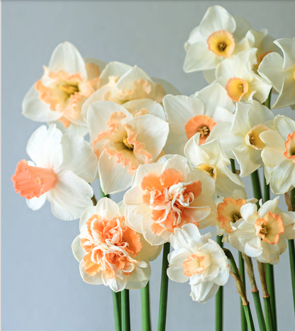 Inside page of Daffodils Book by Gibbs Smith with various daffodils on it. 