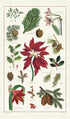 Botanical Christmas tea towel featuring poinsettias and pine cones by Cavallini Papers & Co.