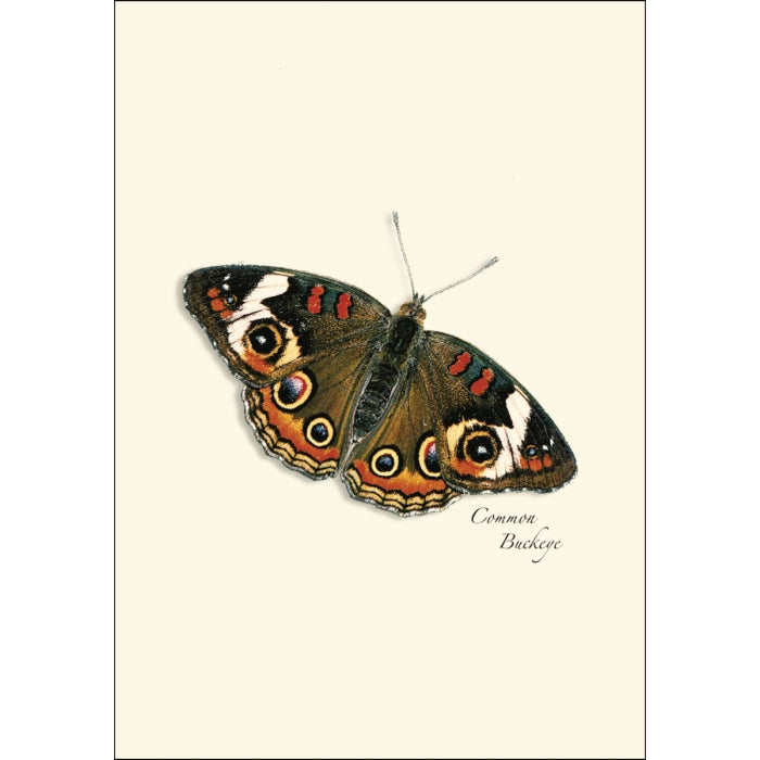 Common Buckeye Butterfly Card