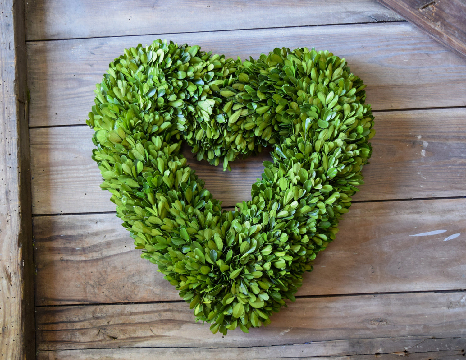 Boxwood Heart Wreath hanging on a wood wall.