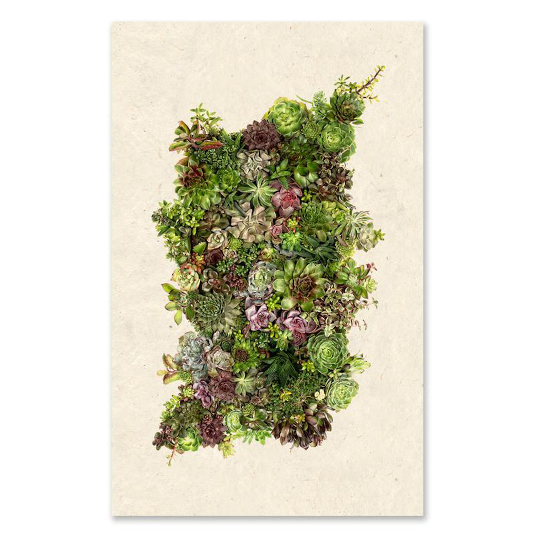 Collective Succulents Grand Format Art Print