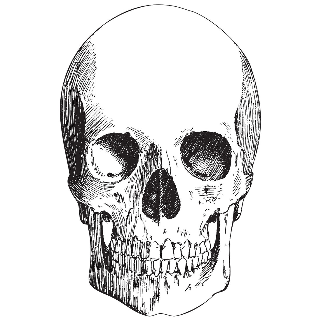A die-cut, etching-style illustration of a human skull facing straight ahead, in black linework over white.