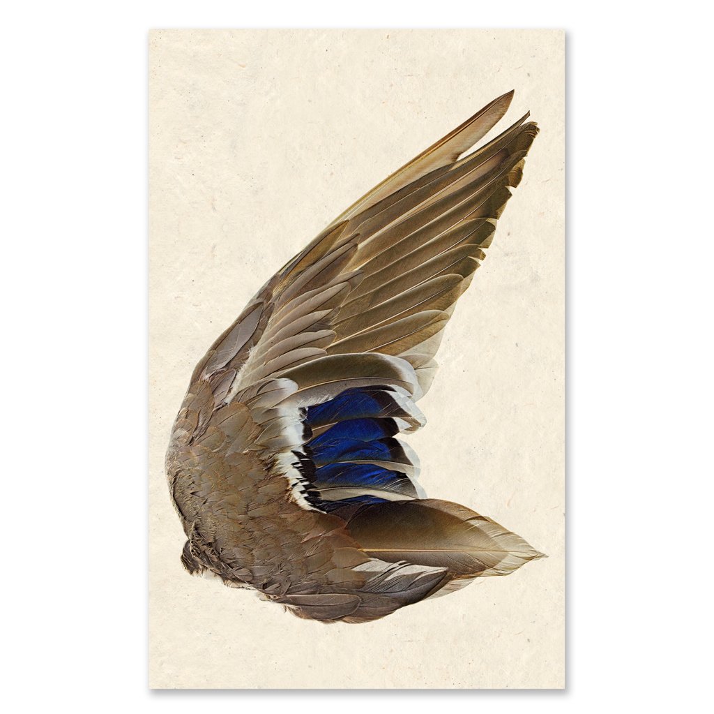 Mallard Duck Wing Right Grand Format