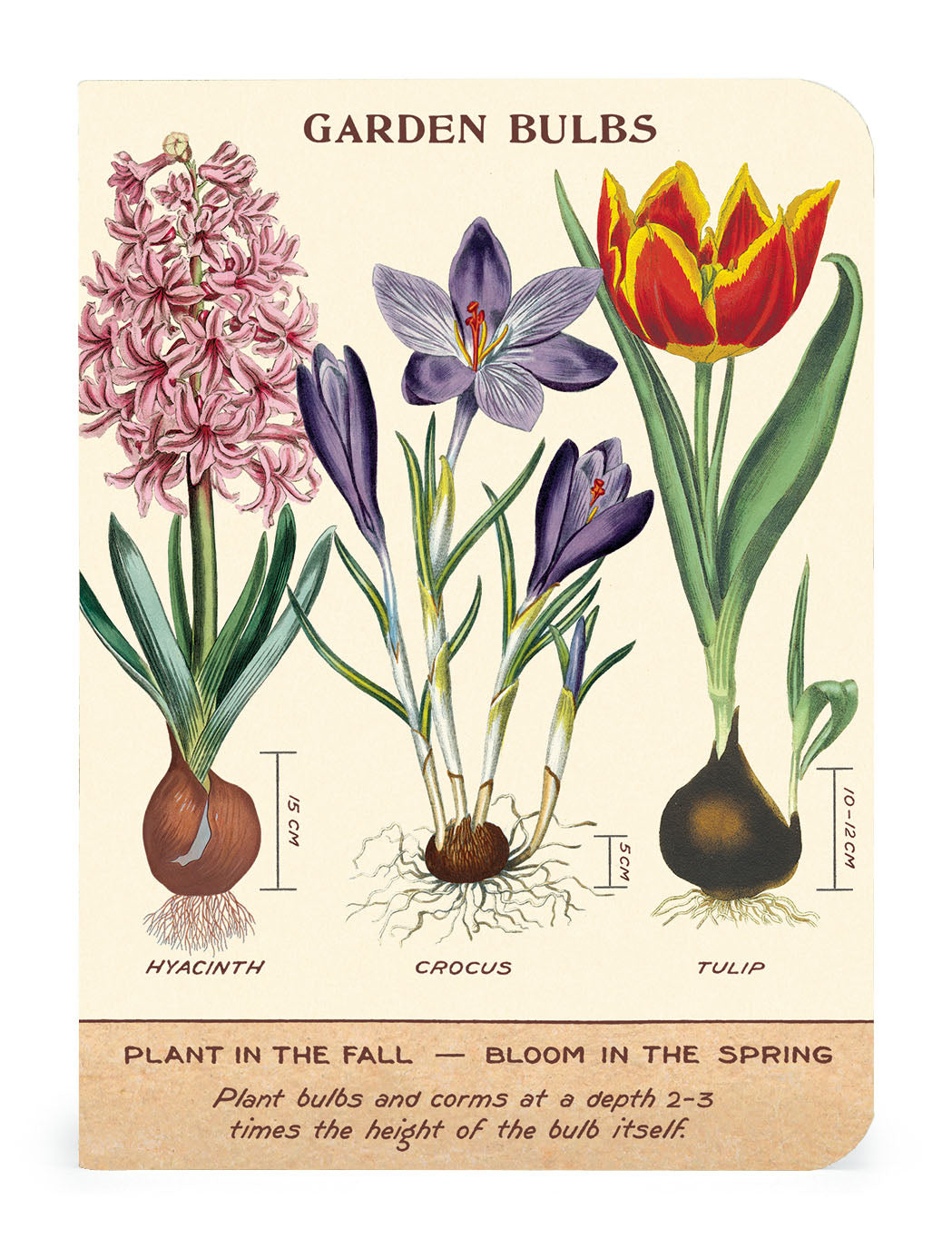 Cavallini Papers &amp; Co Vintage Artwork Gardening 3 Mini Notebooks set includes mini notebooks with garden bulbs plant the bloom in the spring design.