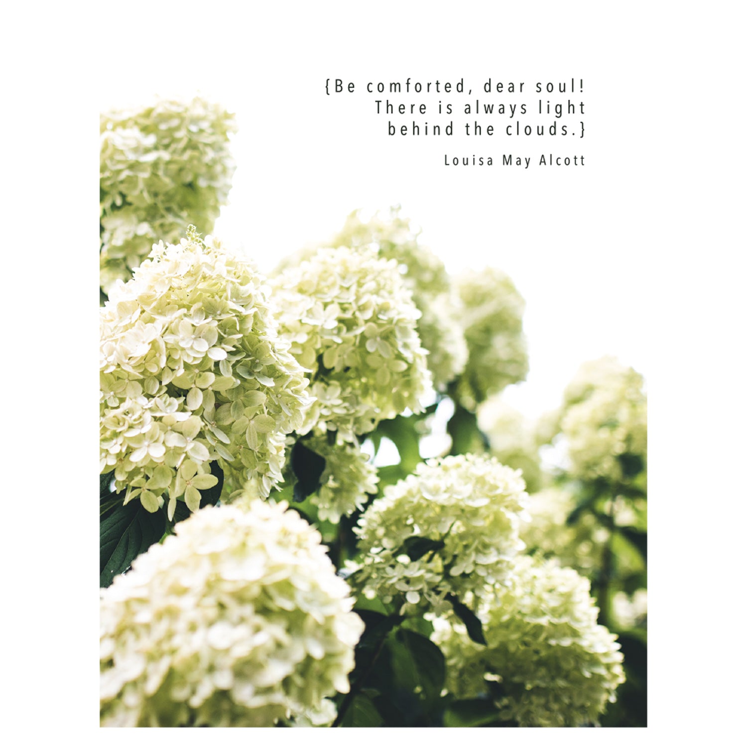 A photo of many white hydrangea blooms over a white background with &quot;{Be comforted, dear soul! There is always light behind the clouds.} Louisa May Alcott&quot; printed in black near the top of the card.