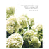 A photo of many white hydrangea blooms over a white background with "{Be comforted, dear soul! There is always light behind the clouds.} Louisa May Alcott" printed in black near the top of the card.