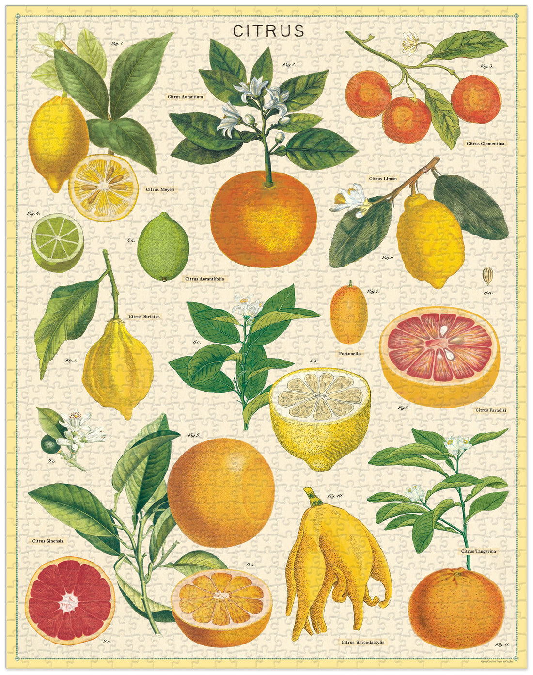 Citrus Puzzle