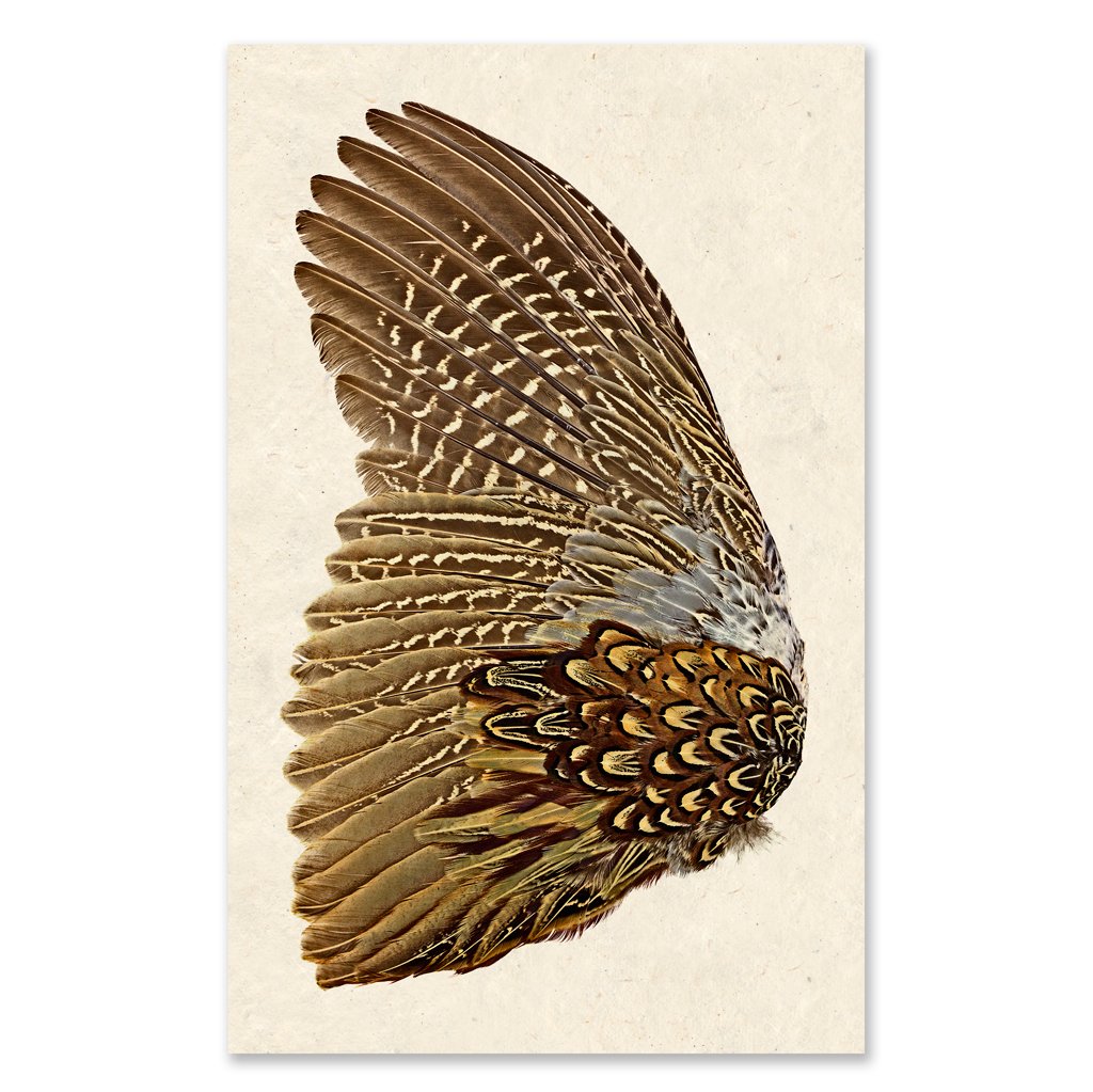 Ring Neck Pheasant Left Grand Format