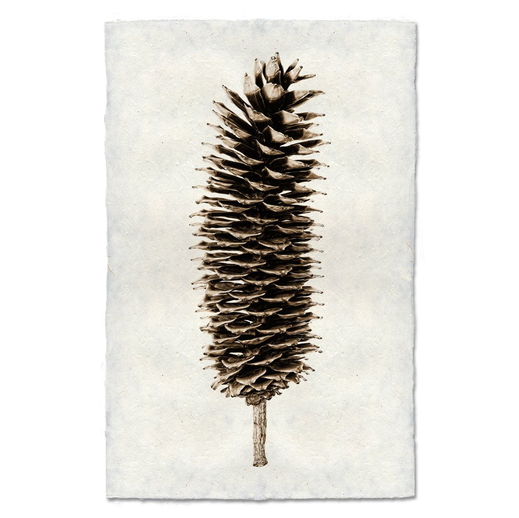 Sugar Pine Cone Art Print