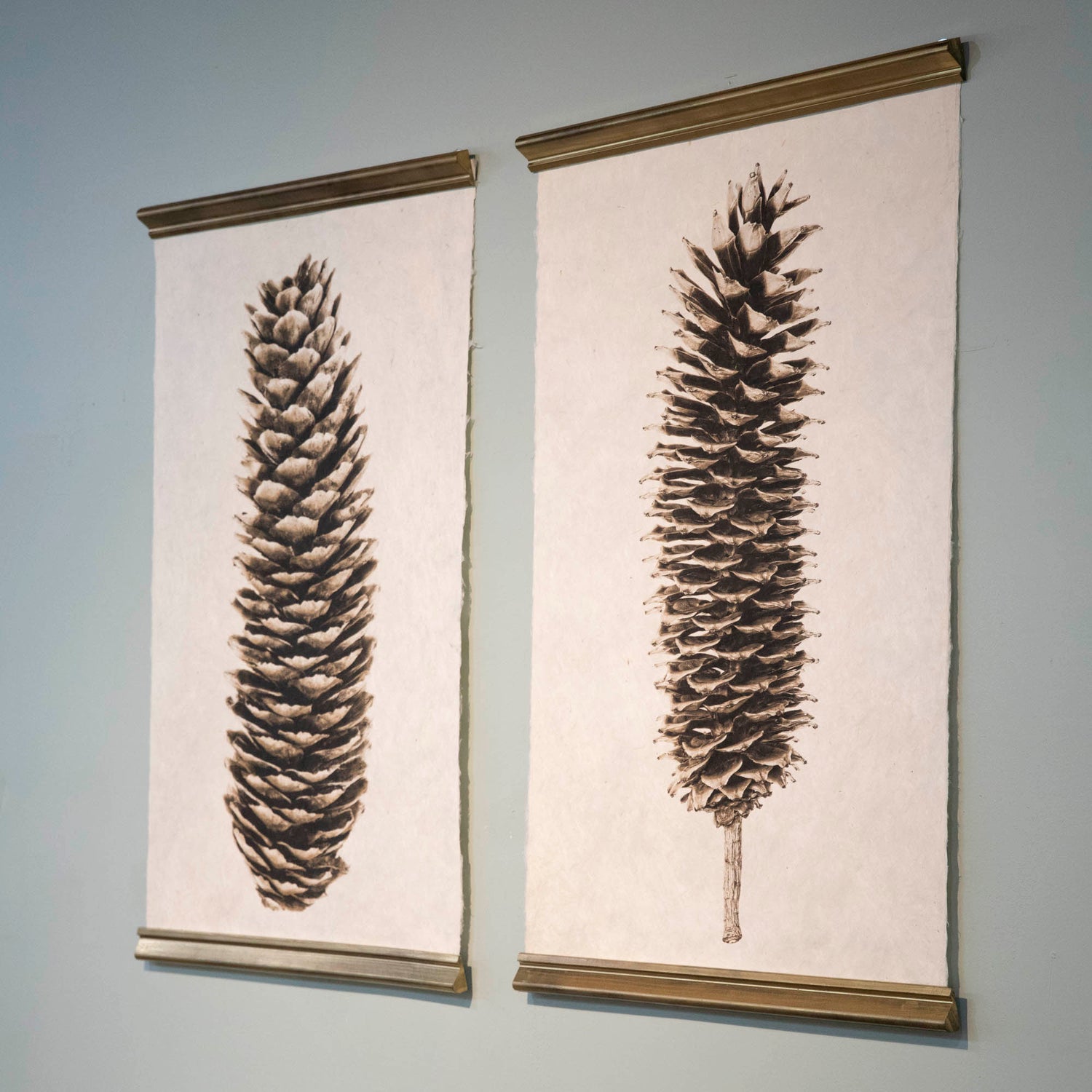 Loblolly Pine Cone Art Print