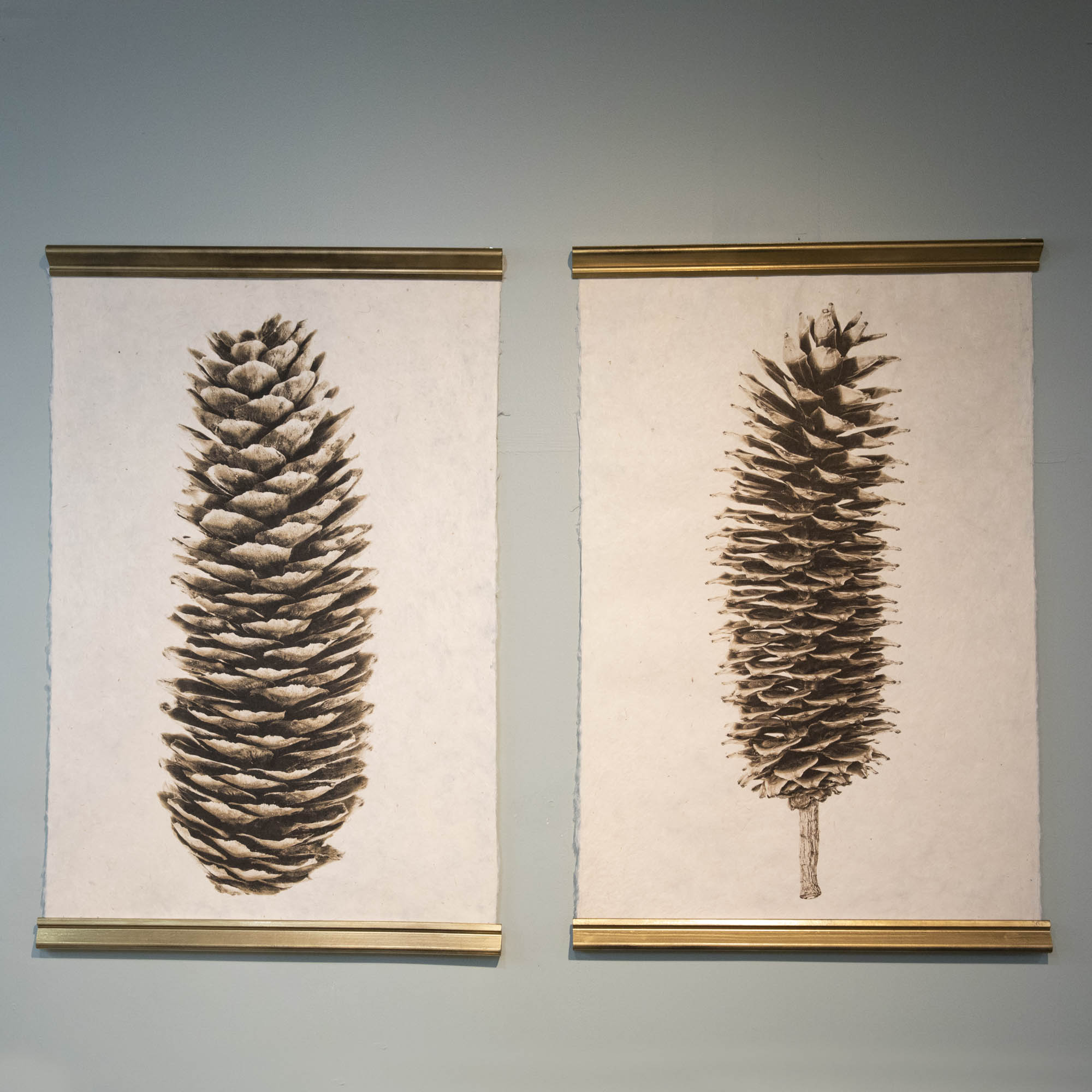 Loblolly Pine Cone Art Print