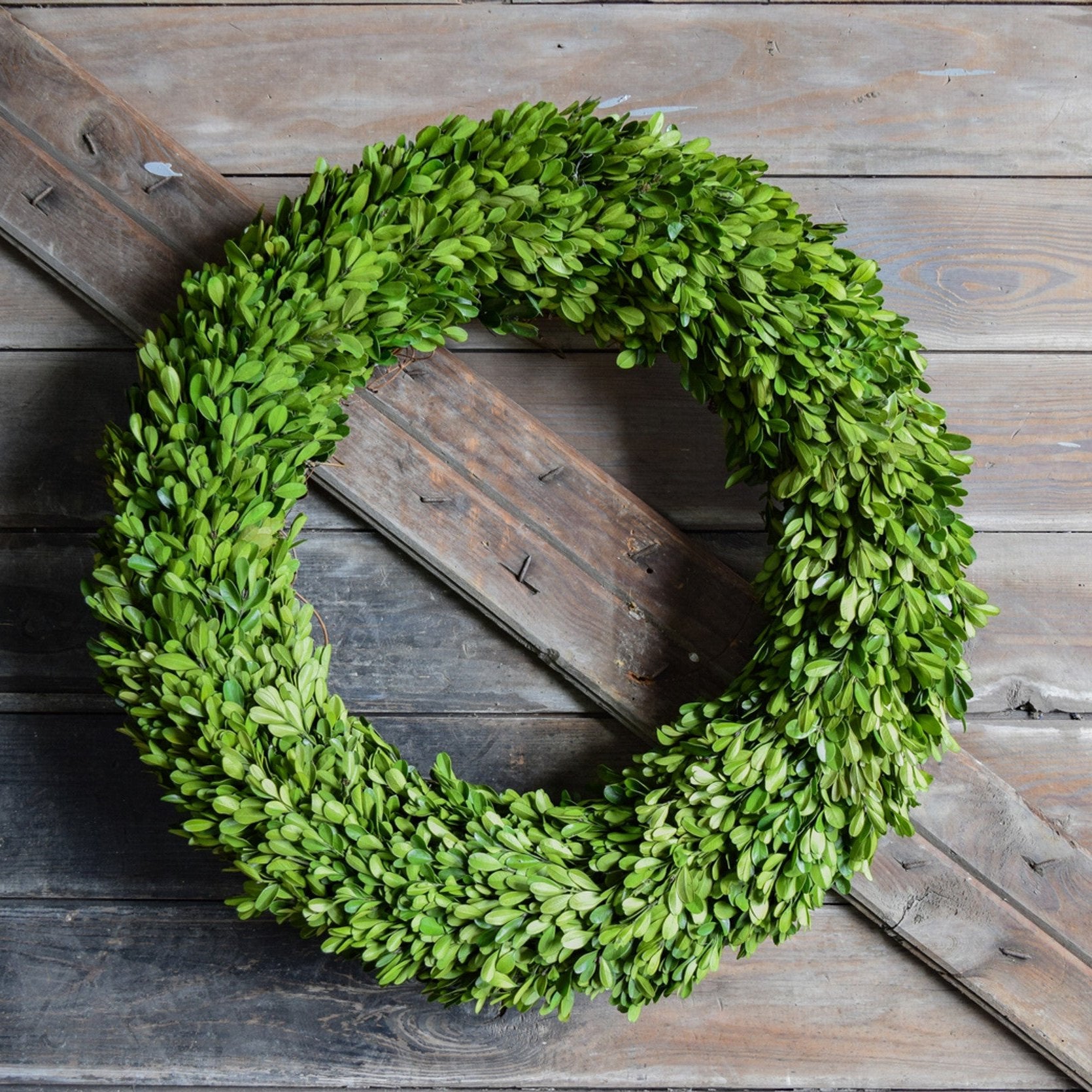 A Mills Floral Company Preserved Boxwood Country Manor Wreath is hanging on a wooden wall.